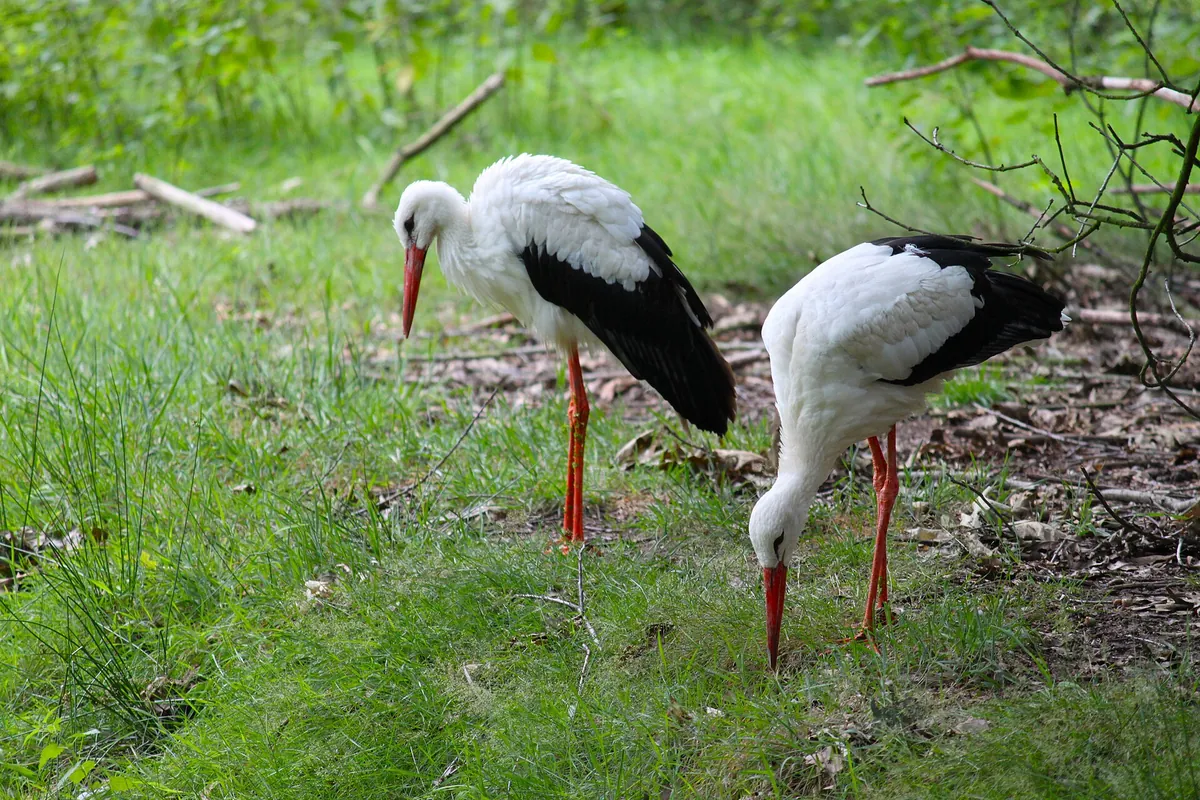 Wildpark Gangelt
