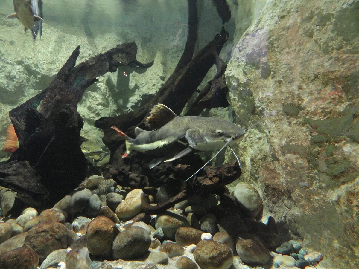 Aquarium du Limousin