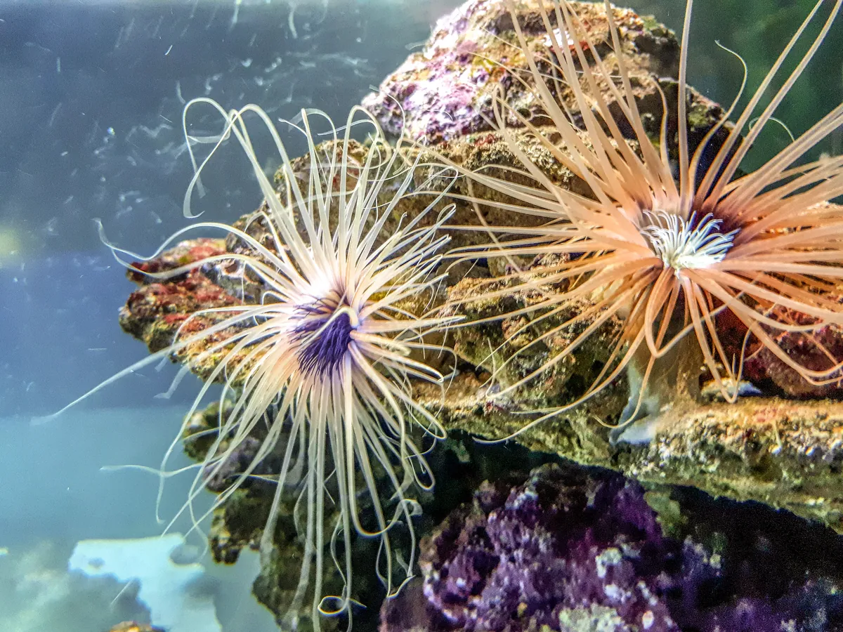 Oceanarium in Saint Petersburg