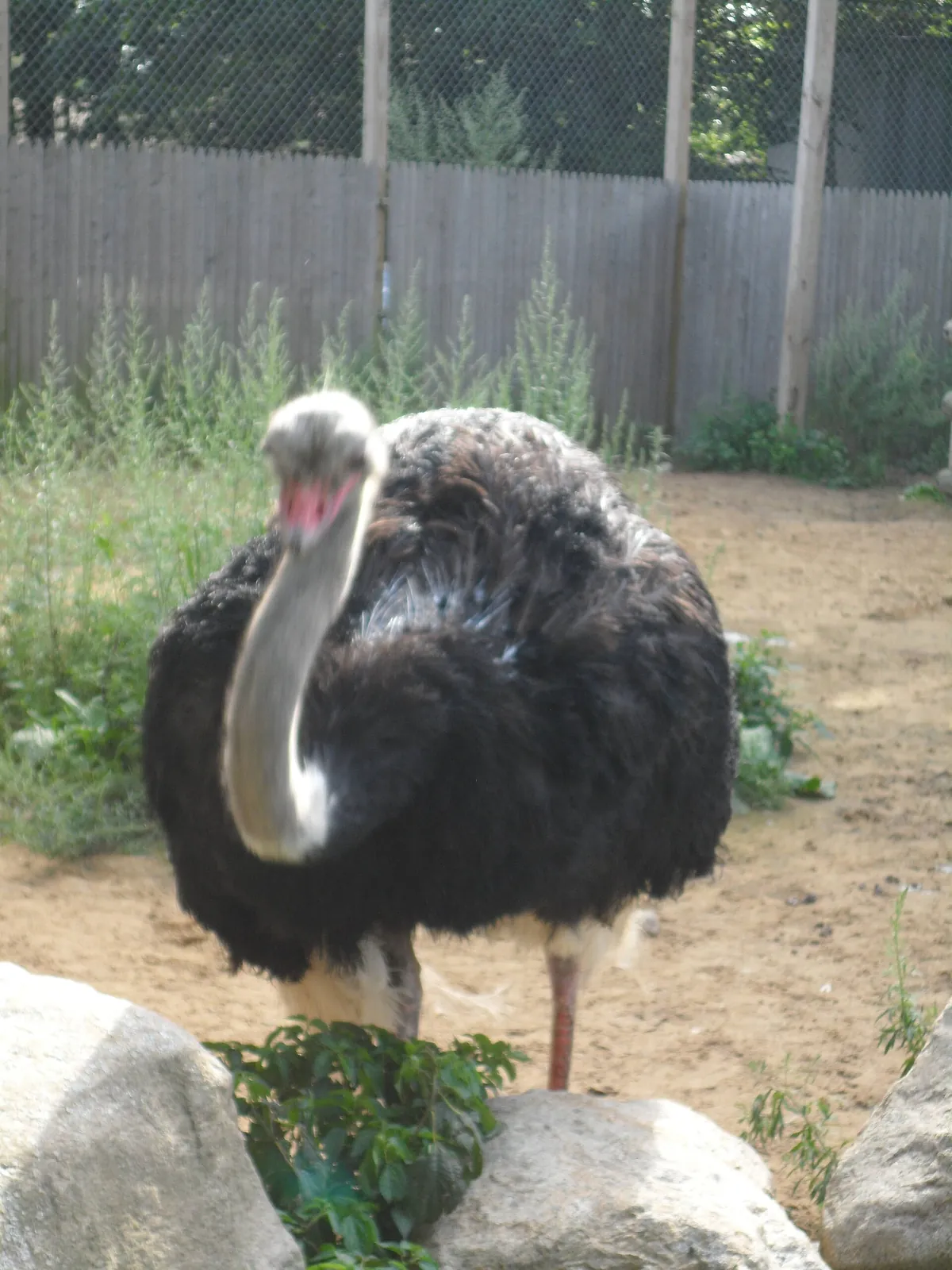 York's Wild Kingdom