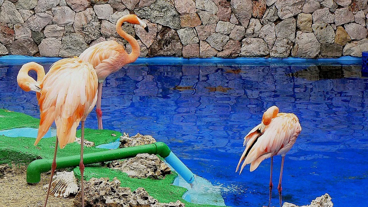 Curaçao Sea Aquarium