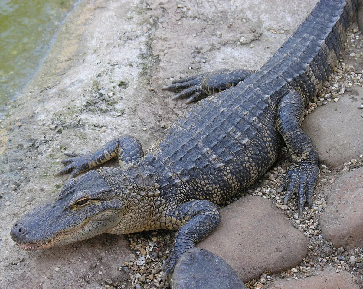 Gulf Breeze Zoo