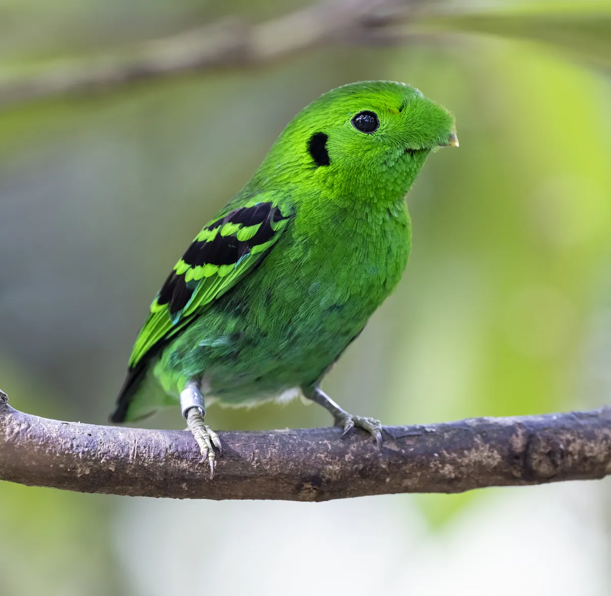 Bird Paradise