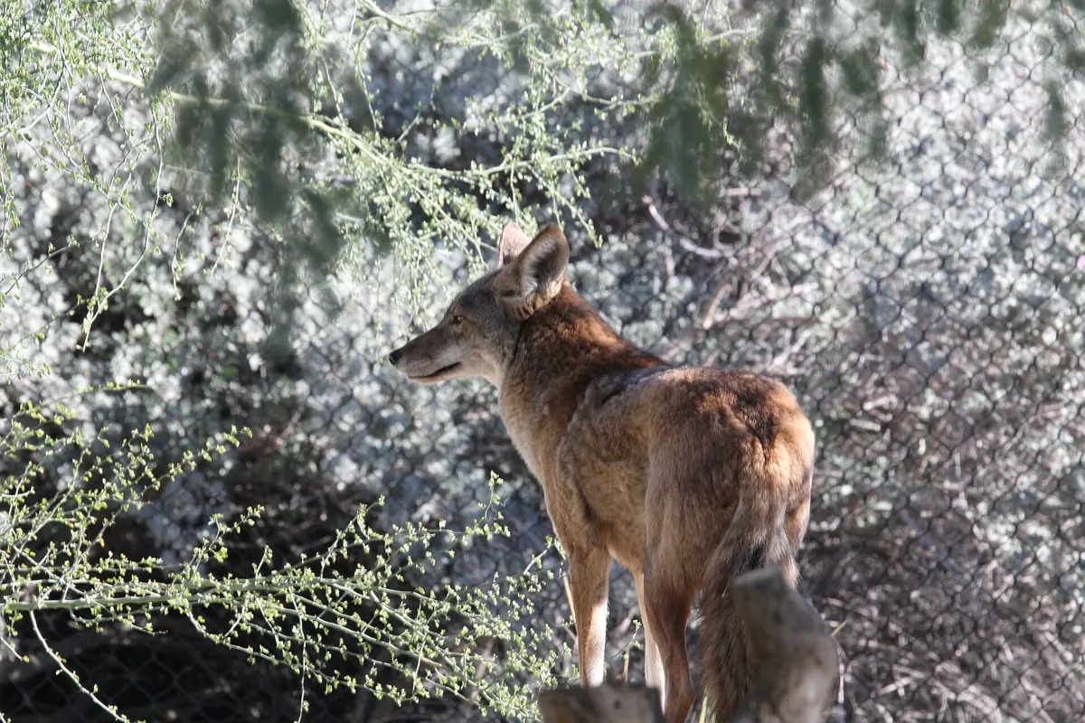 The Living Desert