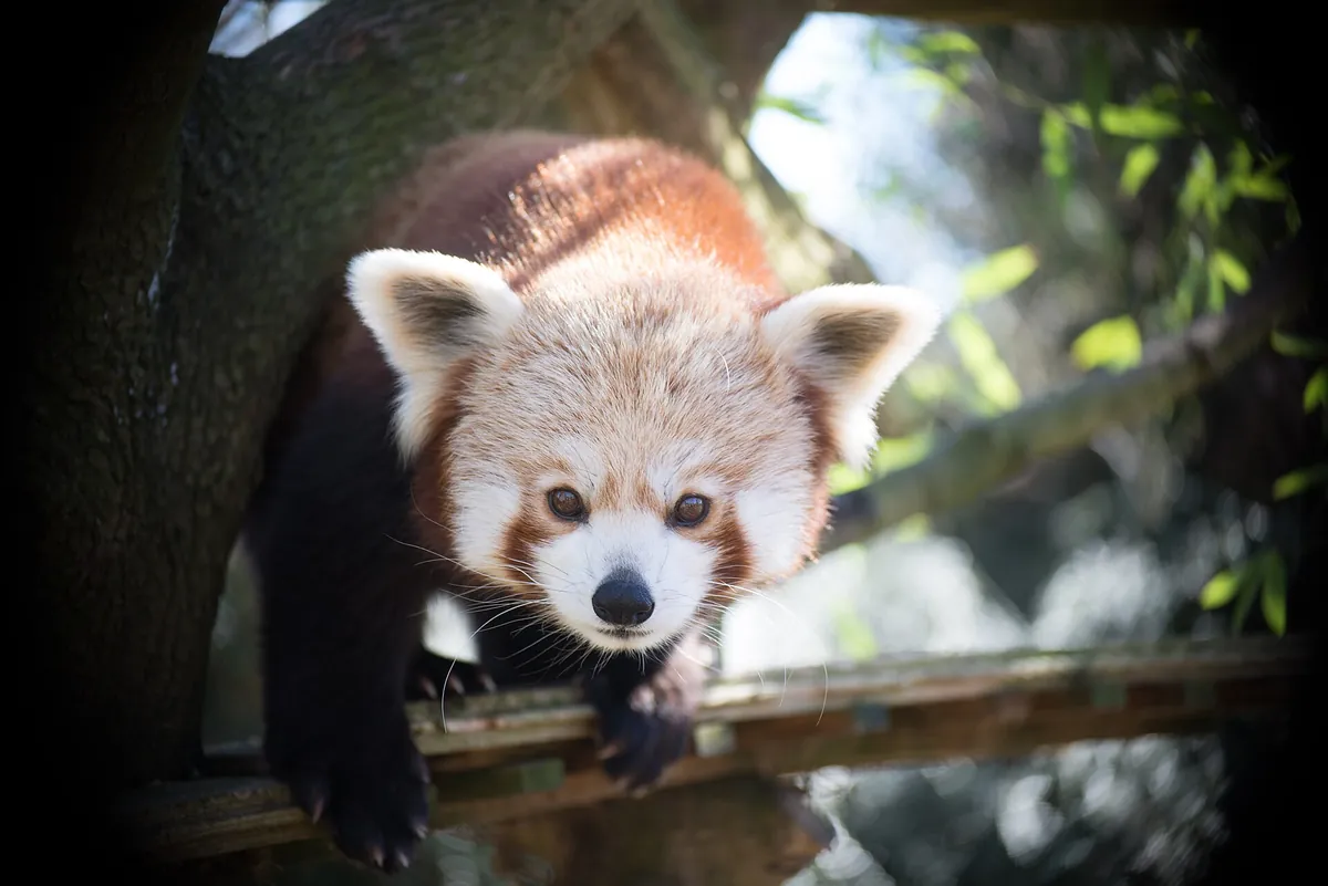 Touroparc Zoo