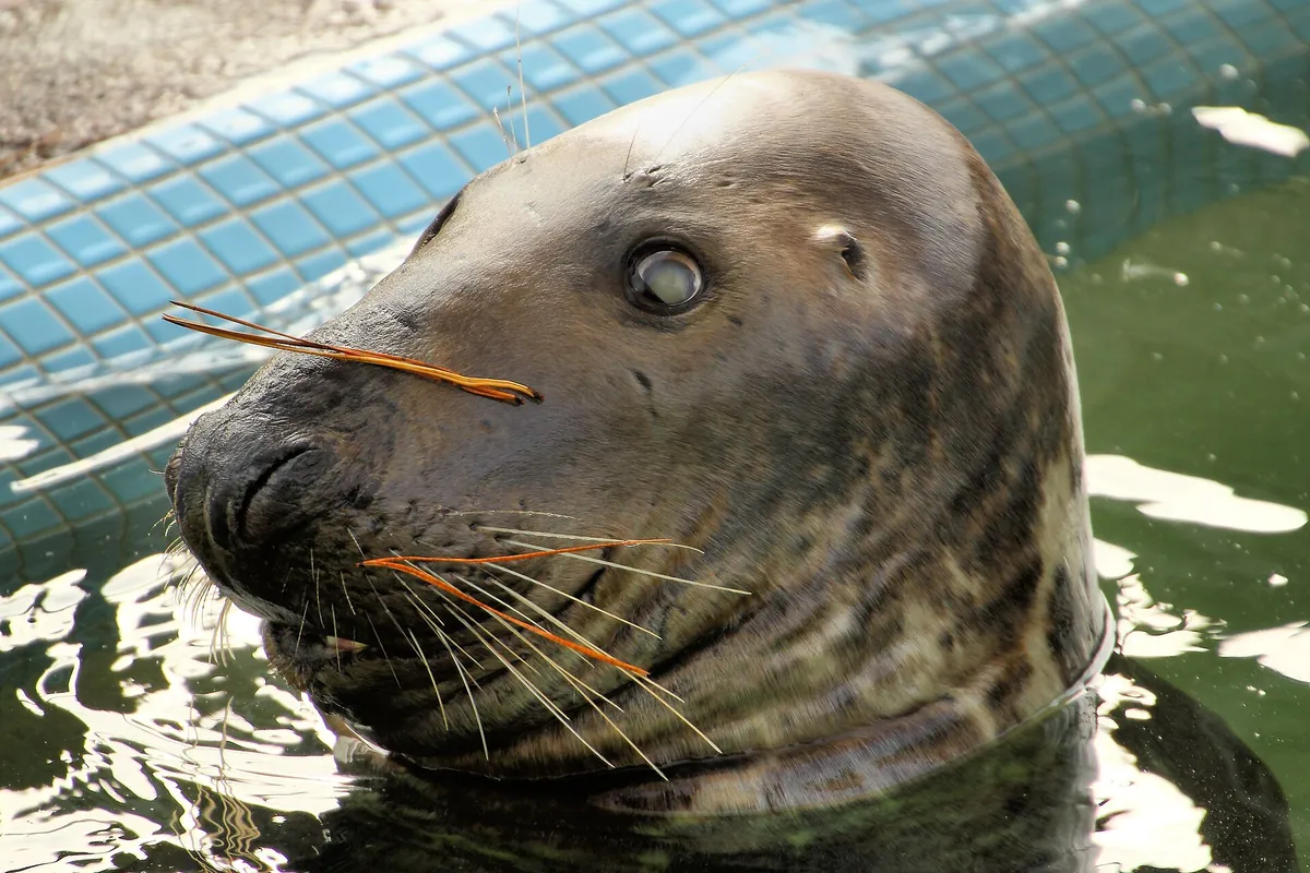 Cornish Seal Sanctuary