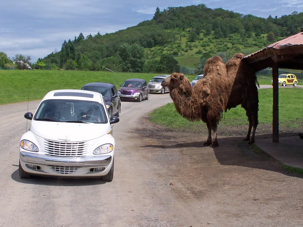 Wildlife Safari