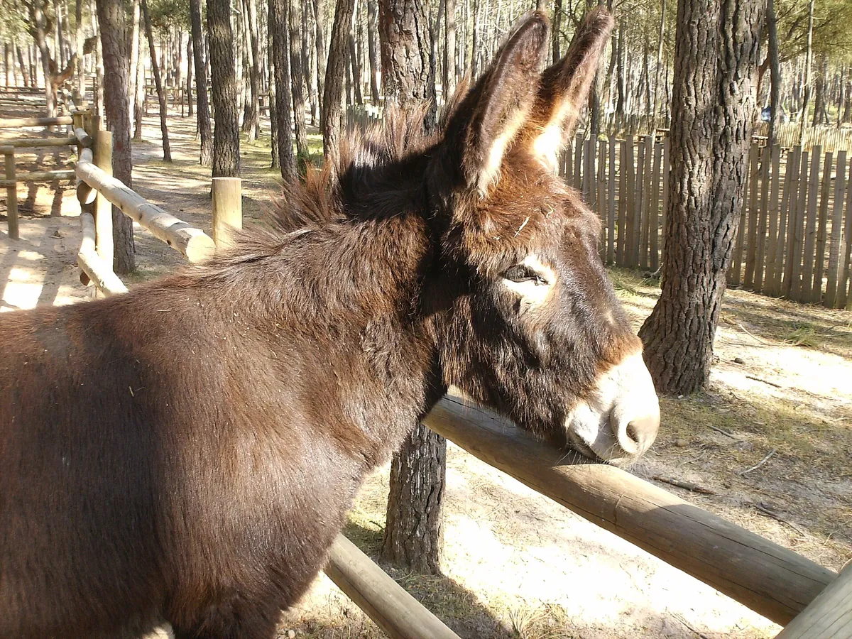 Badoca Safari Park
