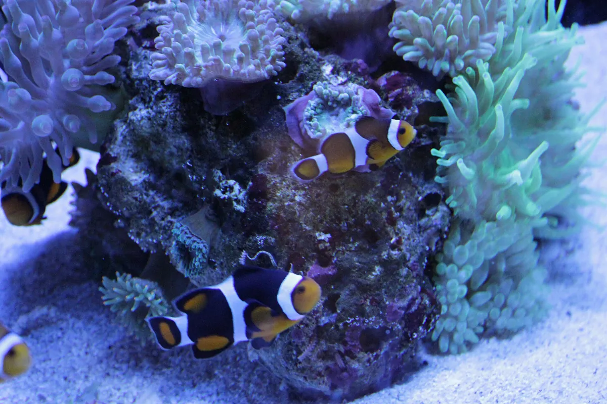 Aquarium of Western Australia