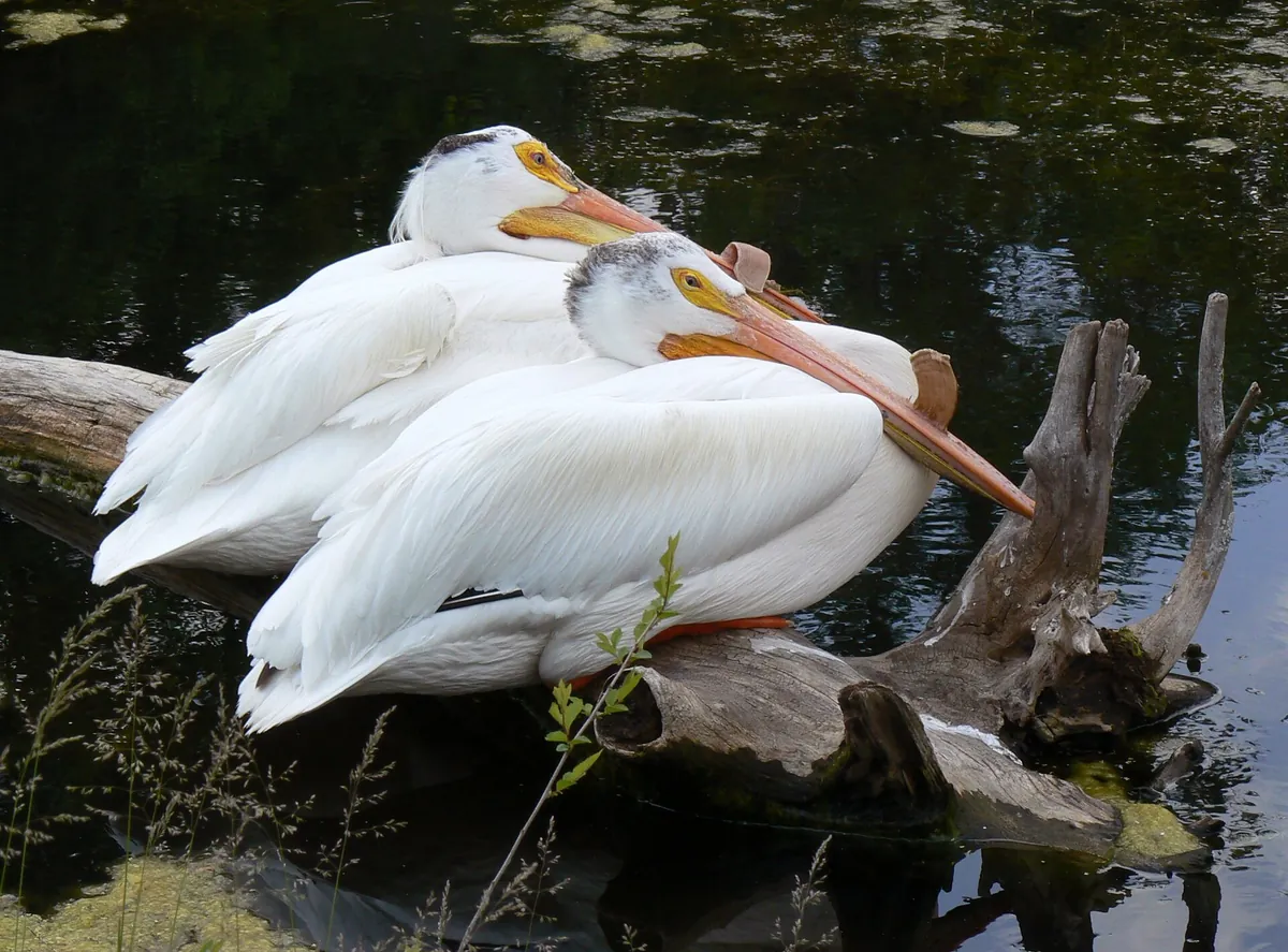Lee G. Simmons Wildlife Safari Park