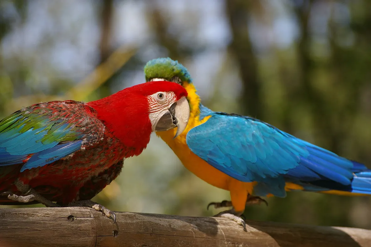 Parc zoologique de Plaisance du Touch