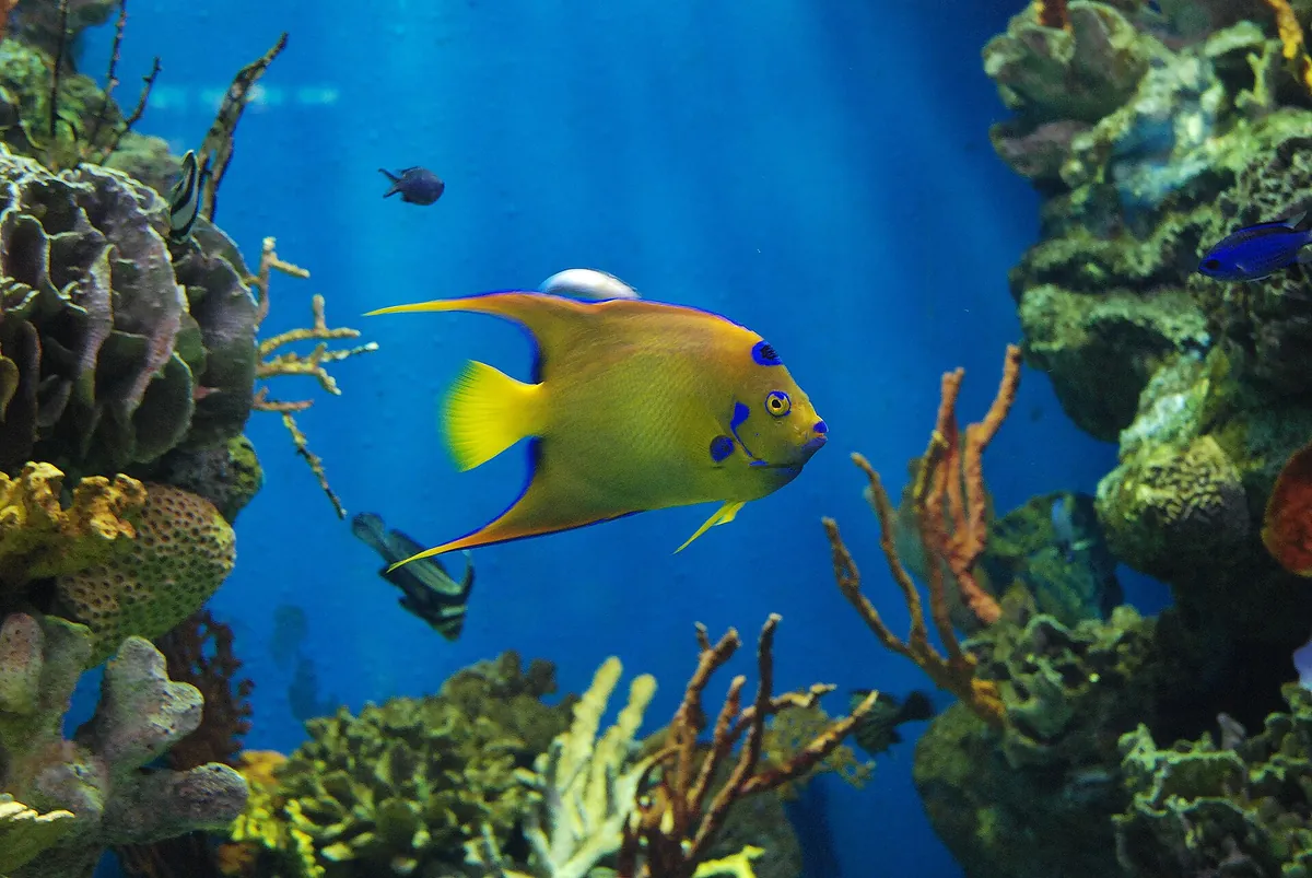 L’Aquàrium de Barcelona