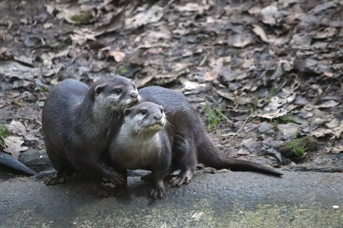 Zooparc de Trégomeur
