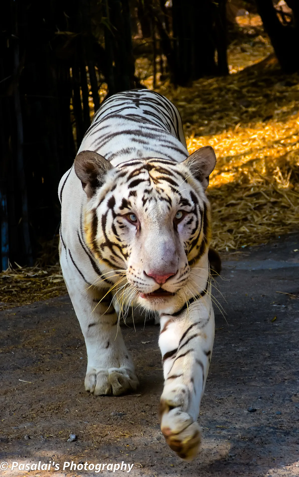 Nehru Zoological Park