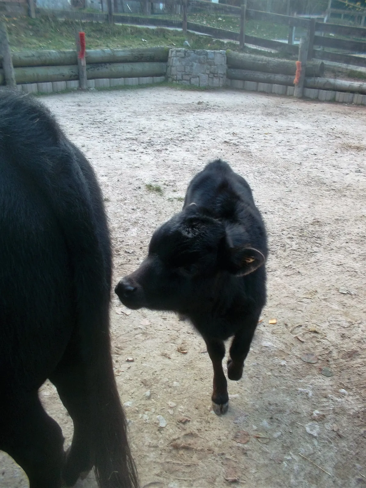 Zoo der Minis