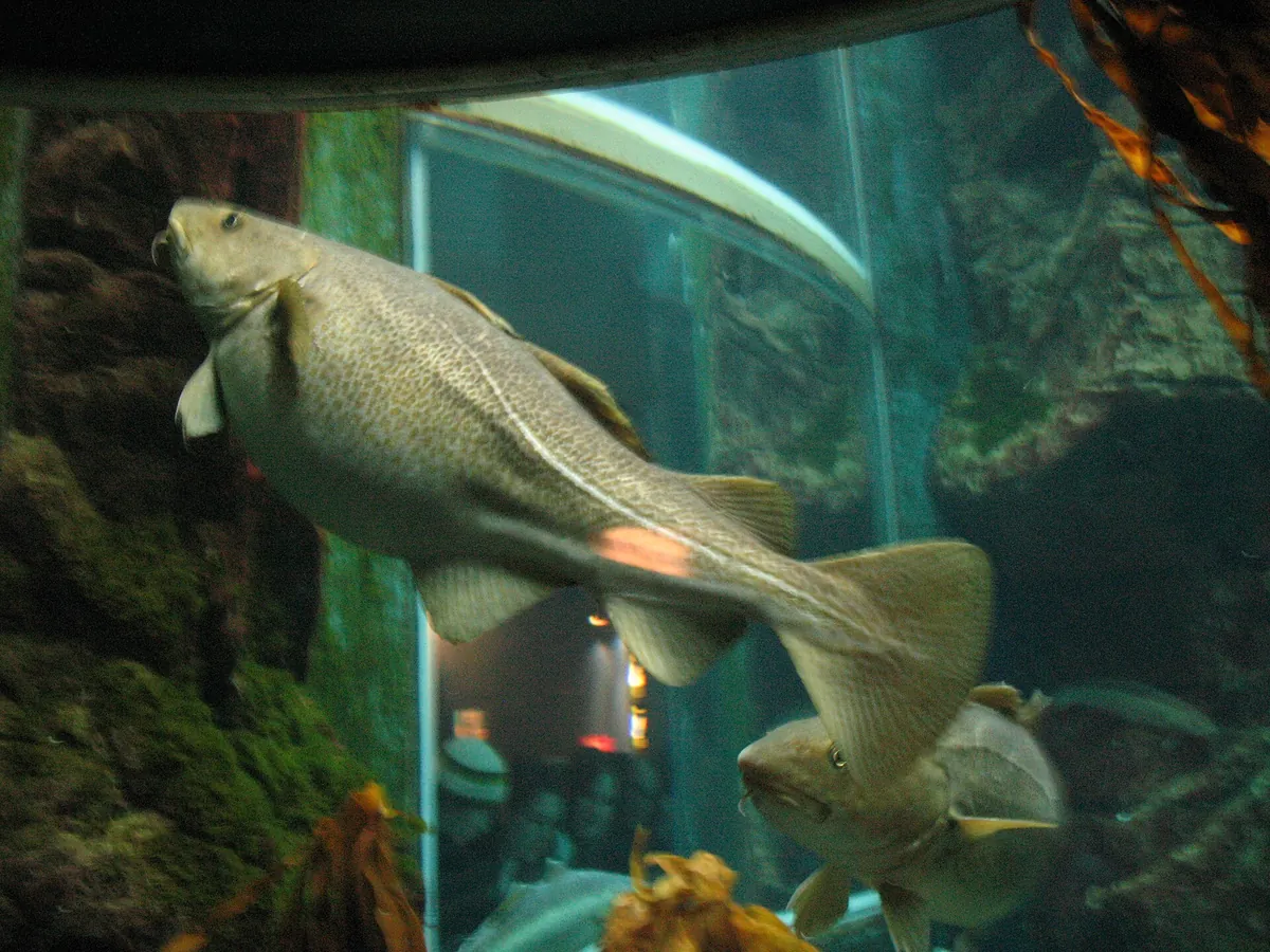 Macduff Marine Aquarium