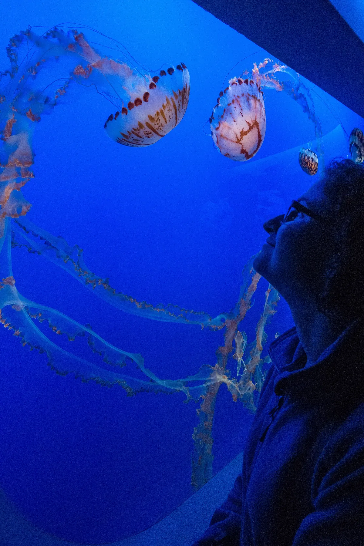 Monterey Bay Aquarium