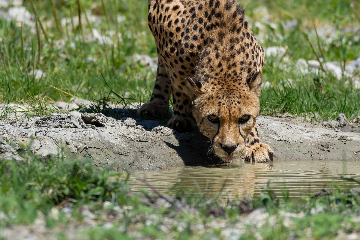 Zoo Schmiding