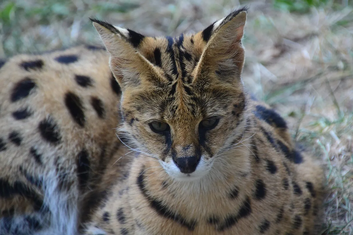 Safari de Peaugres