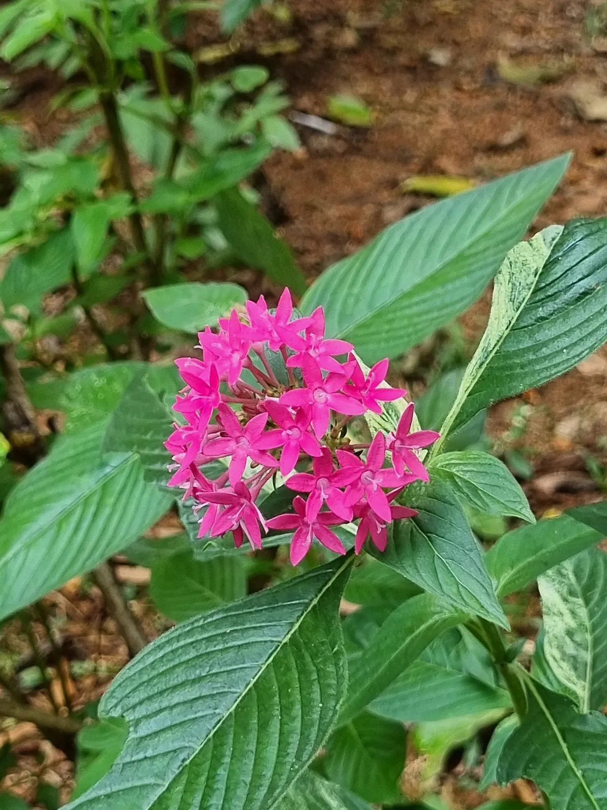 Thrissur Zoo