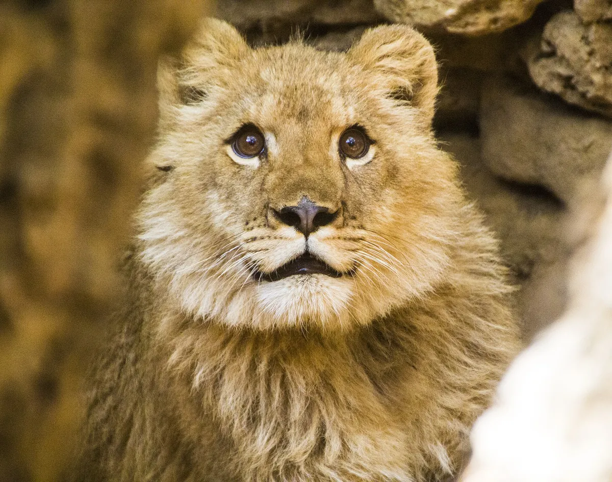 Castellar Zoo