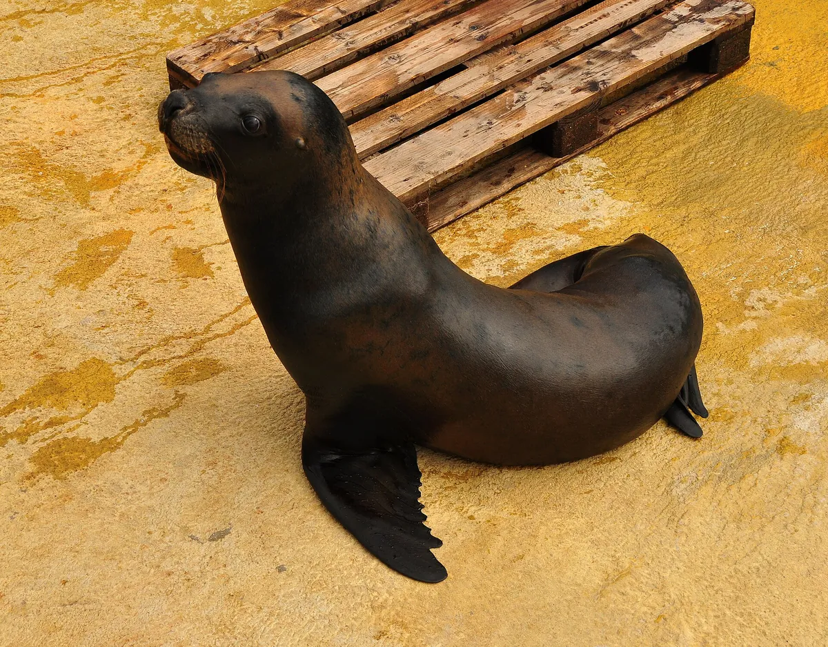 Cornish Seal Sanctuary