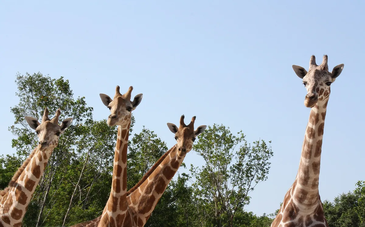 Naples Zoo