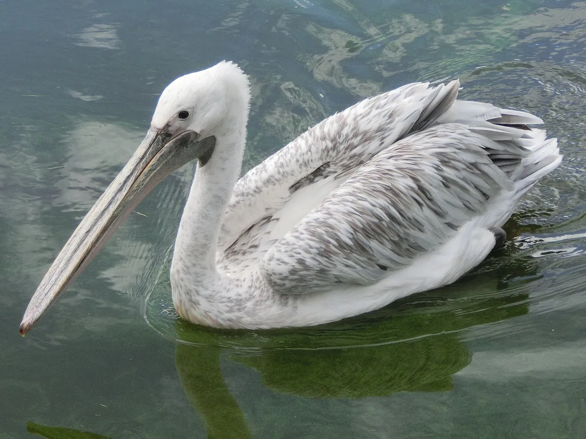 Safari de Peaugres