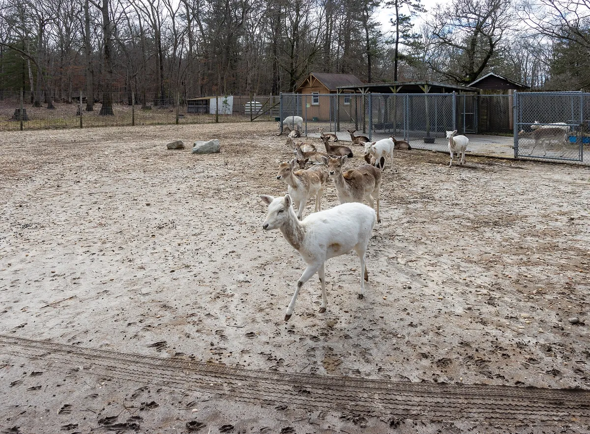 Long Island Game Farm
