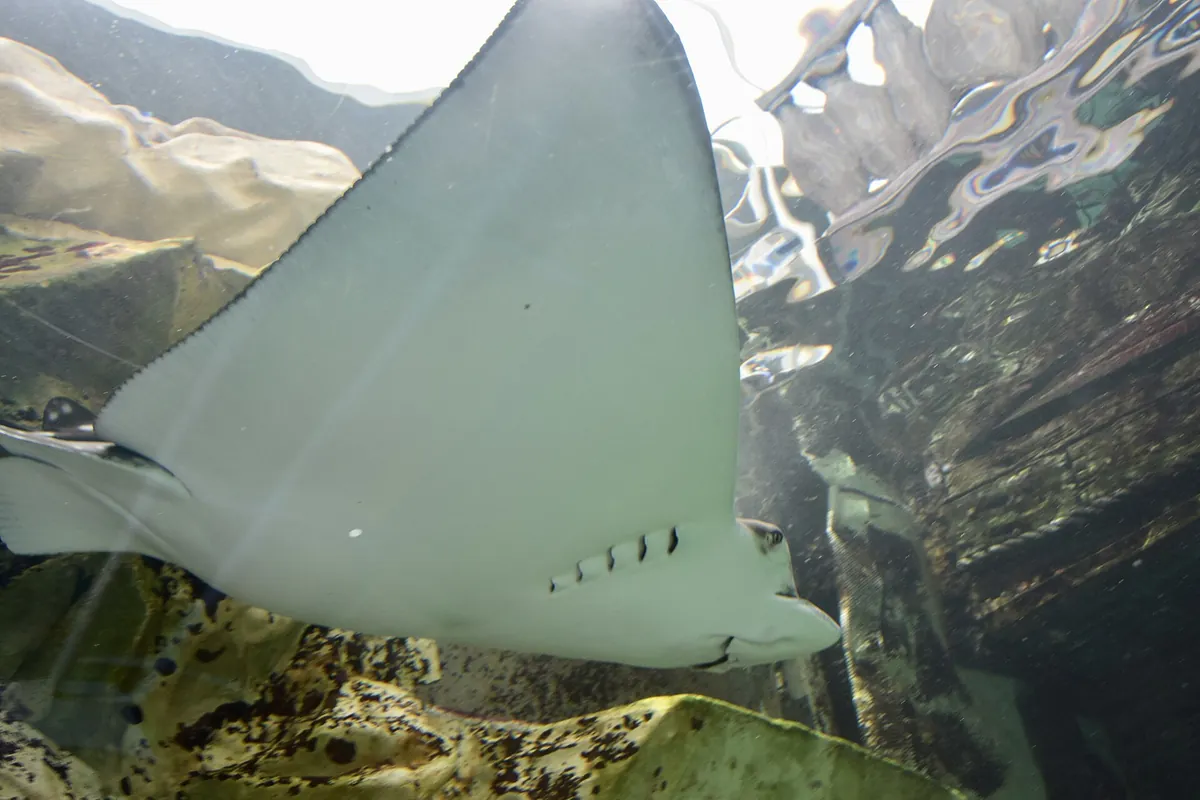 Sea Life Sydney Aquarium