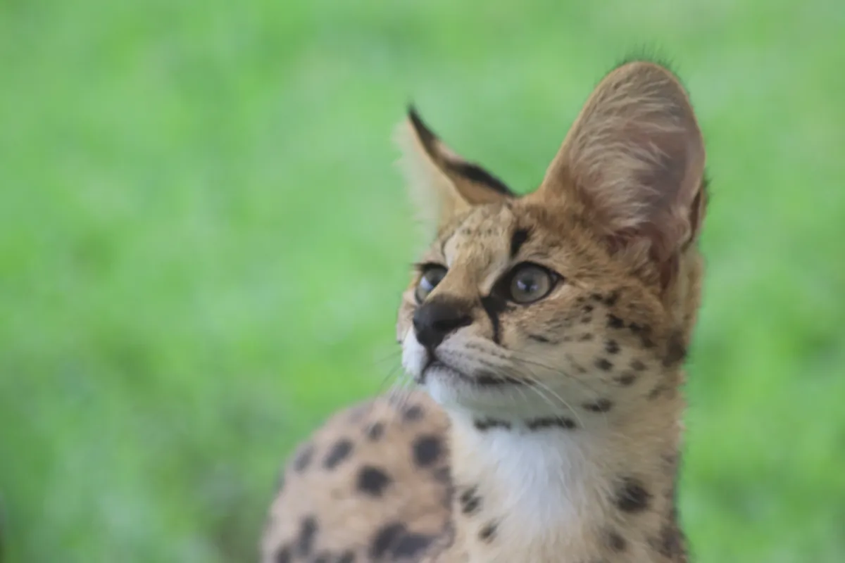 Darling Downs Zoo