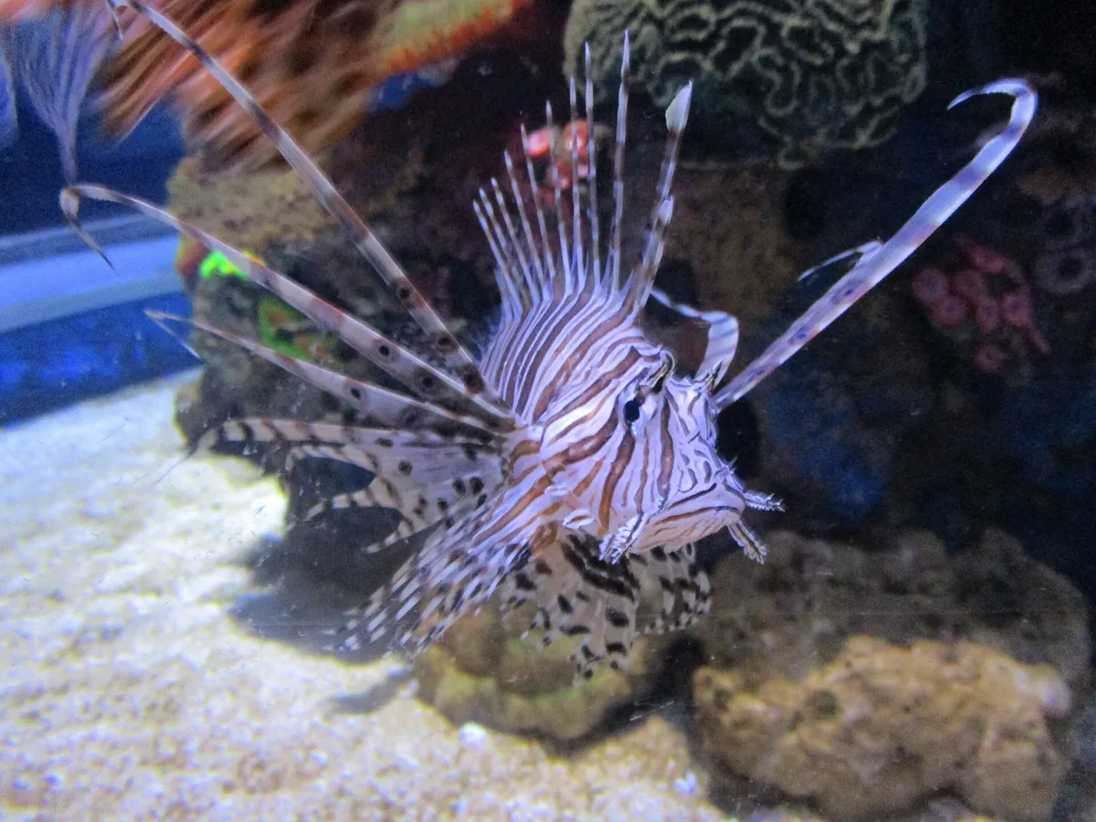 Israel aquarium