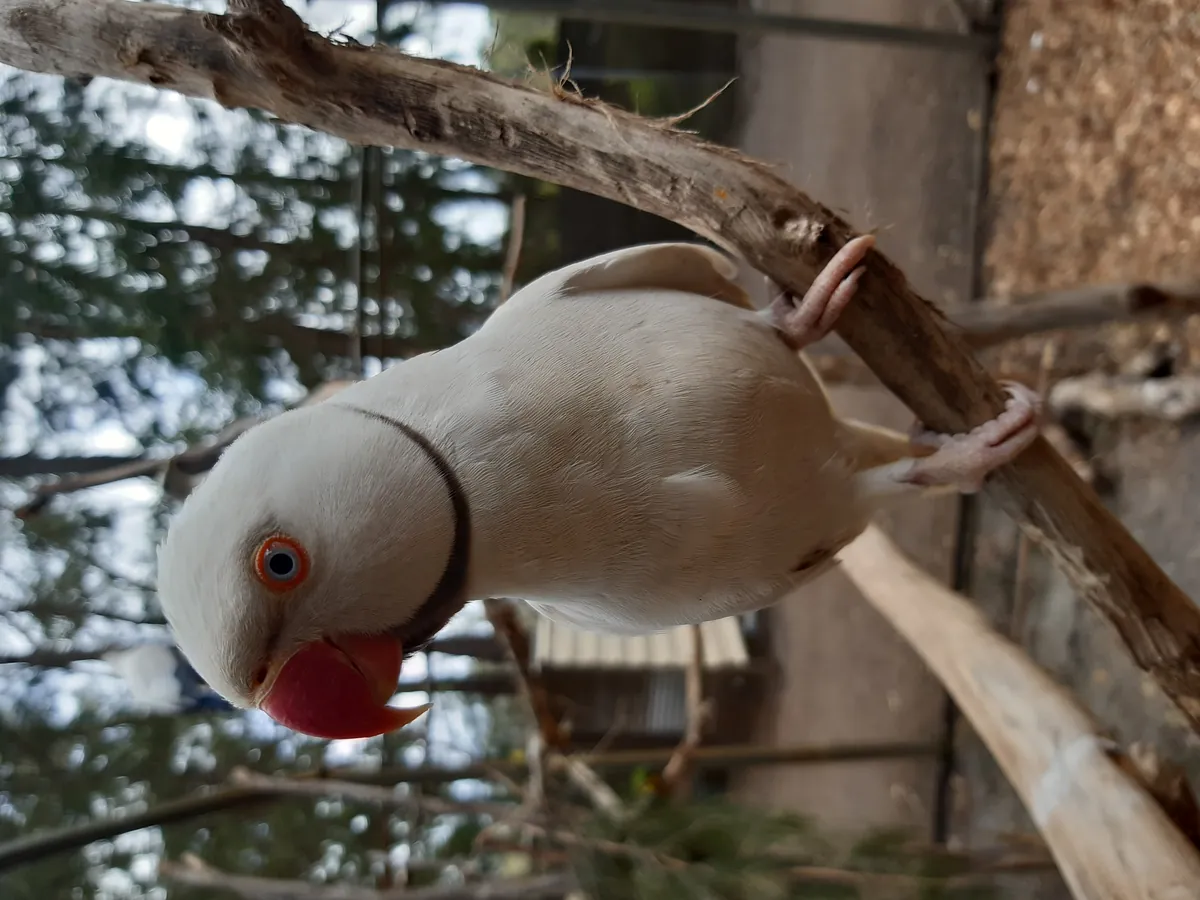Ranger Red’s Zoo & Conservation Park