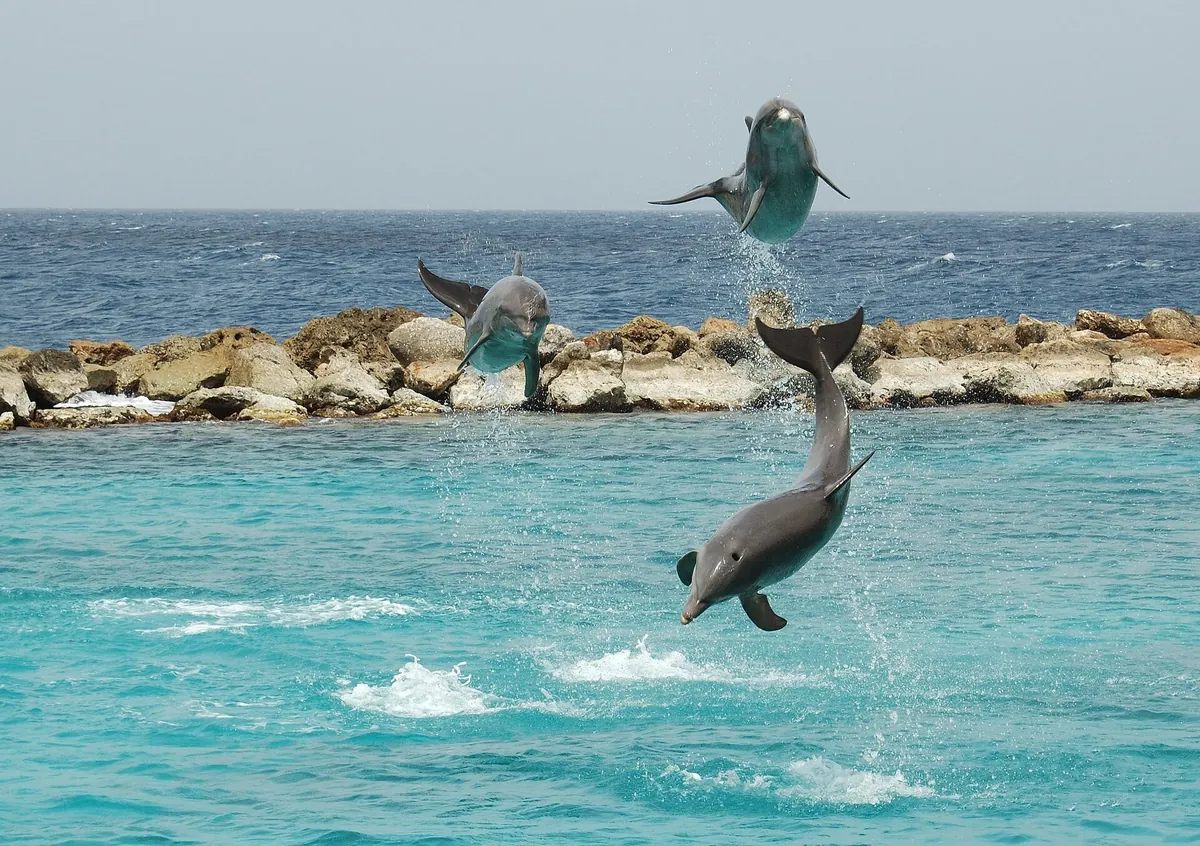 Curaçao Sea Aquarium