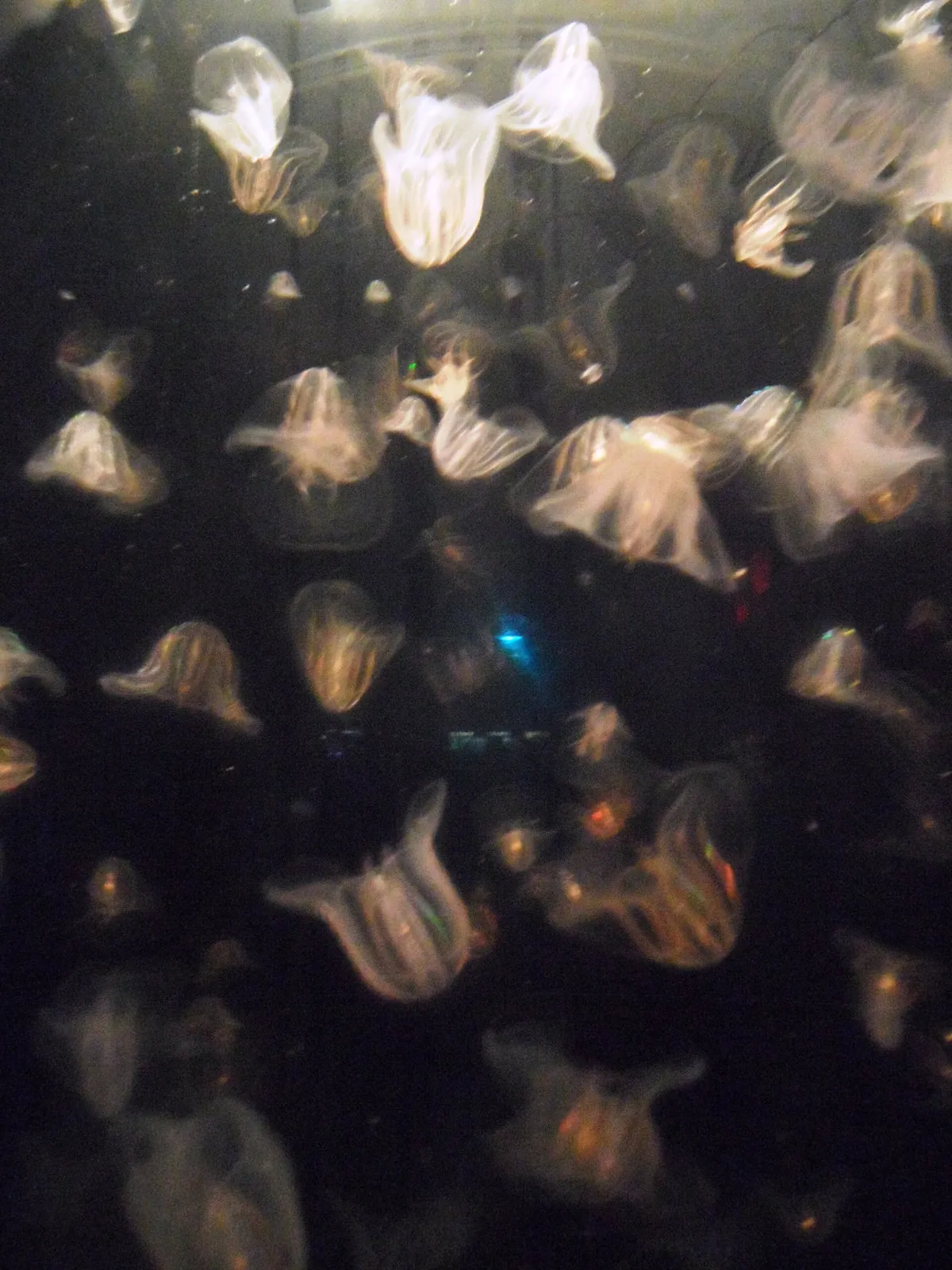 New England Aquarium