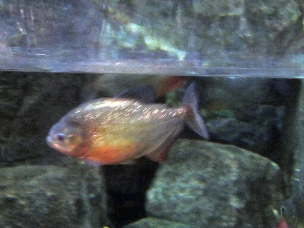 Shark Reef Aquarium at Mandalay Bay