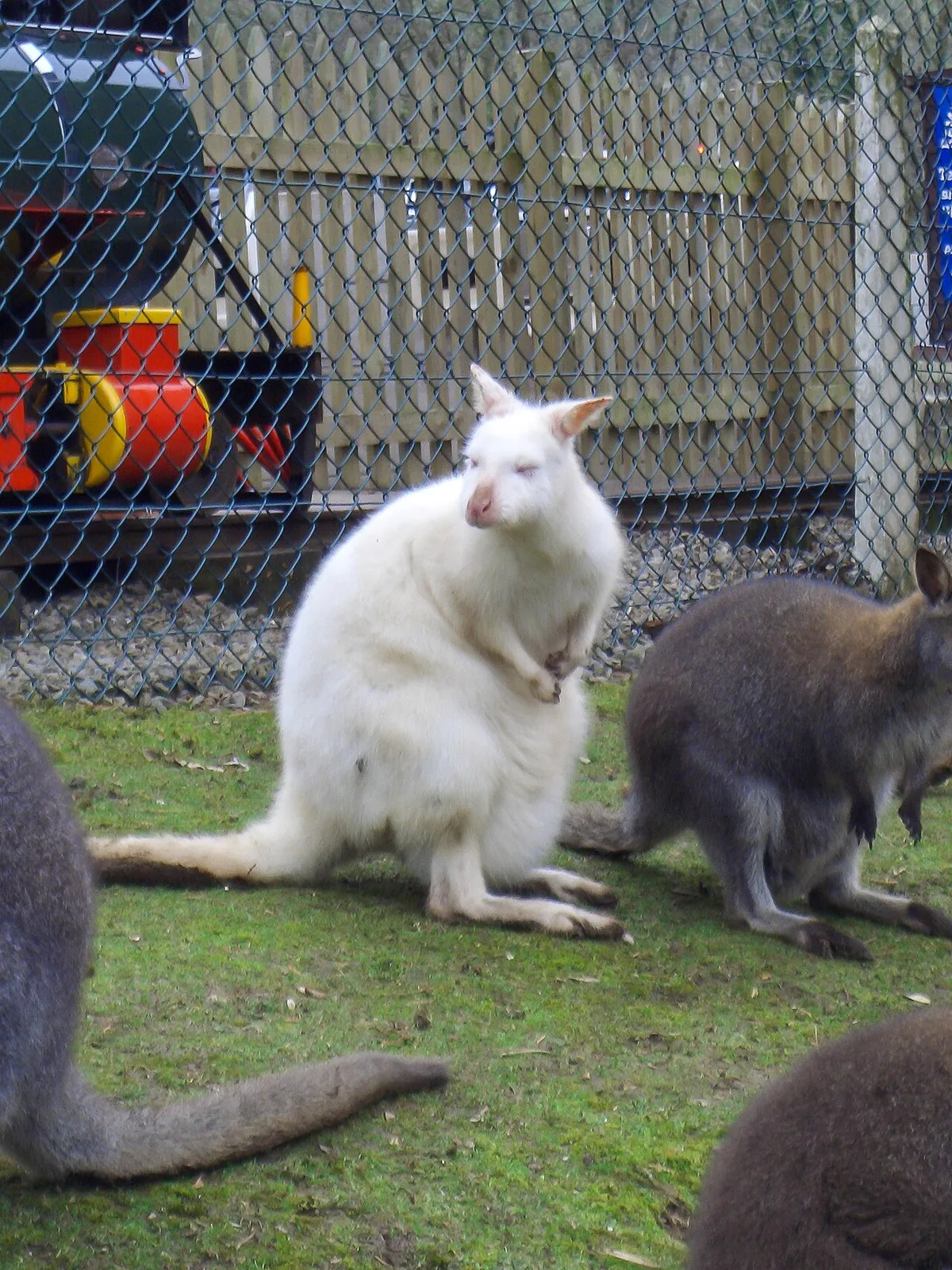Combe Martin Wildlife and Dinosaur Park