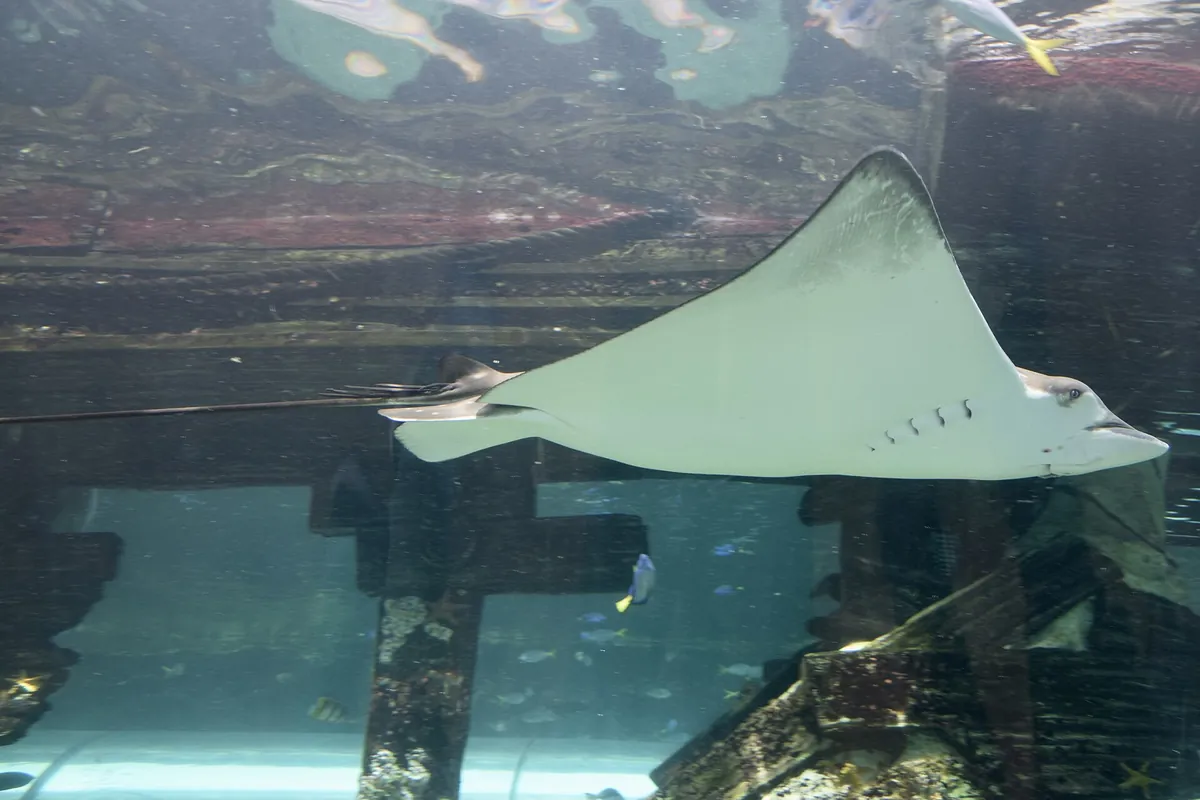 Sea Life Sydney Aquarium