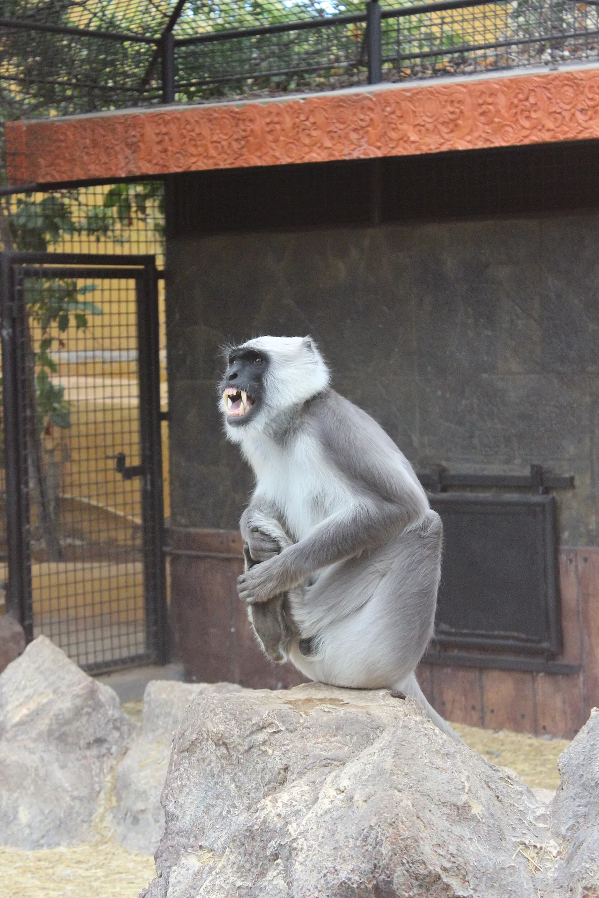 Monkey Park