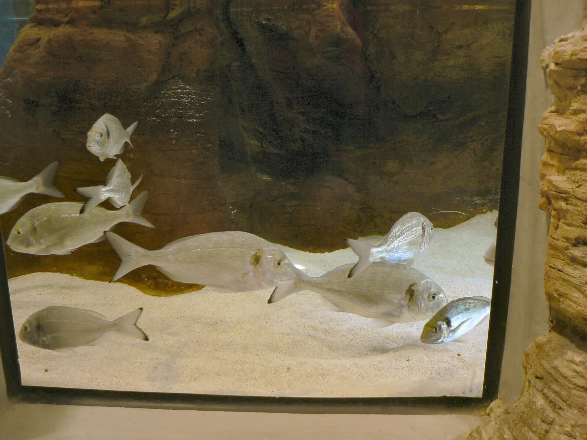 FLUVIÁRIO DE MORA