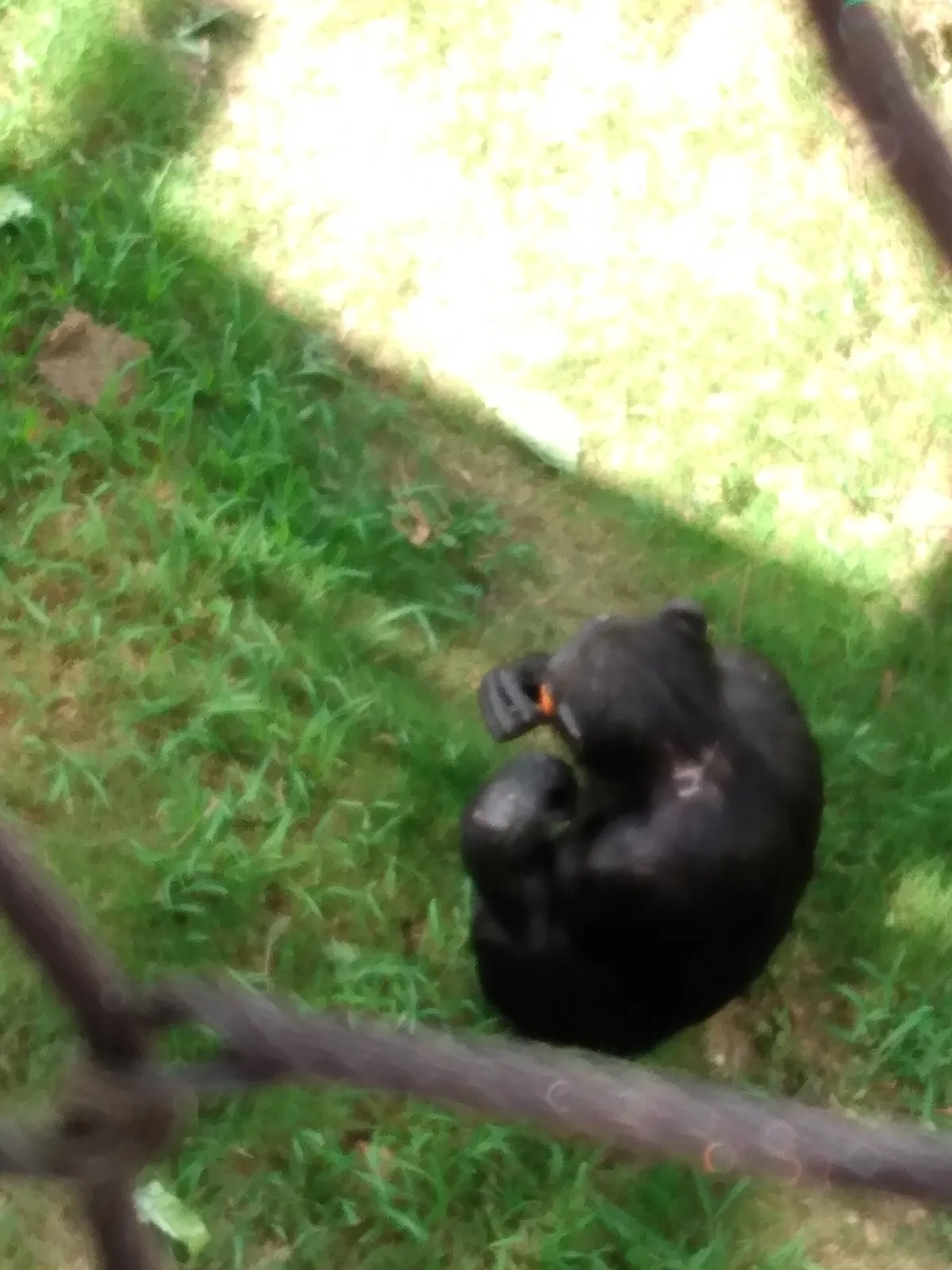 Little Rock Zoological Gardens