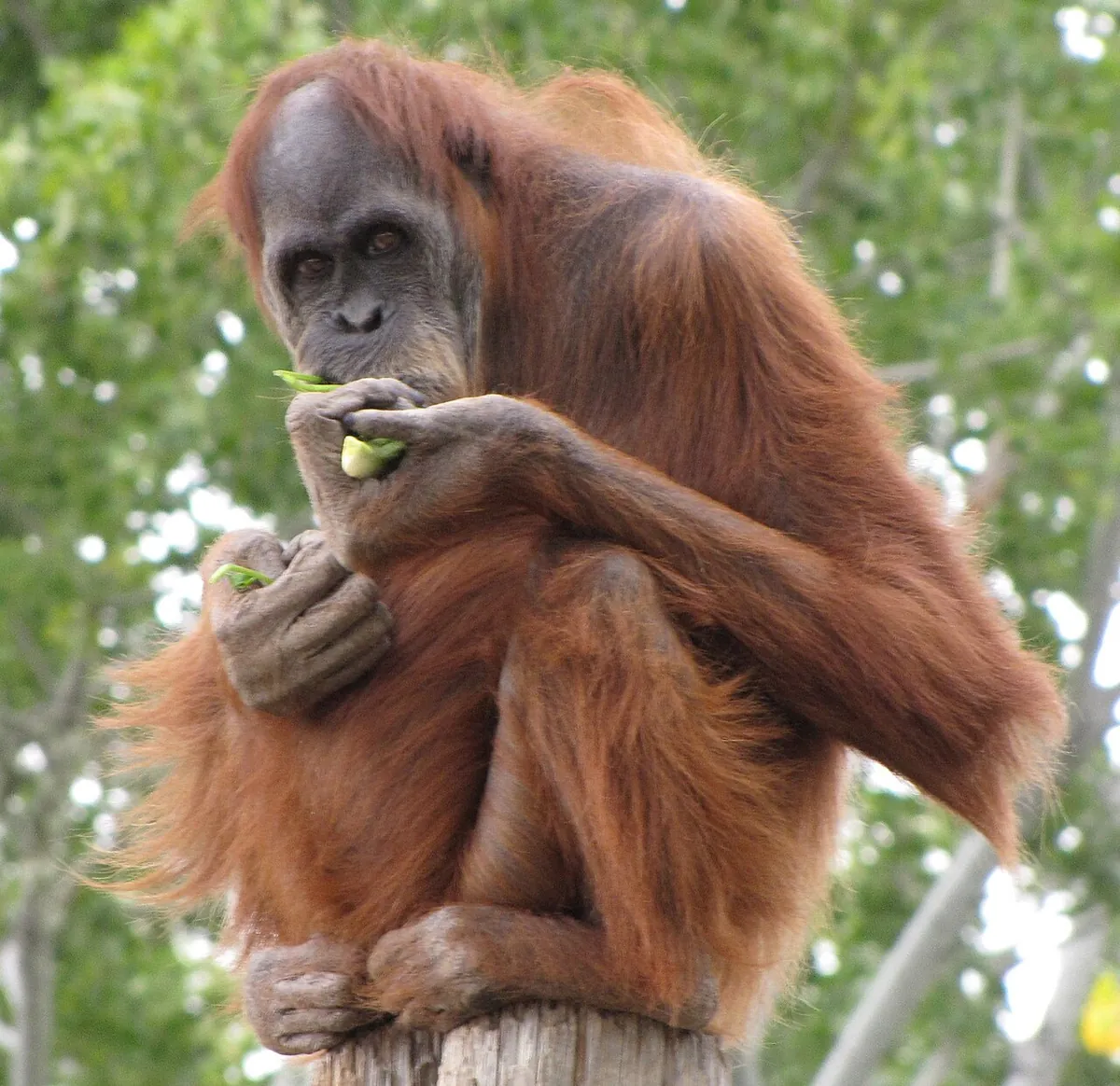 ABQ BioPark Zoo