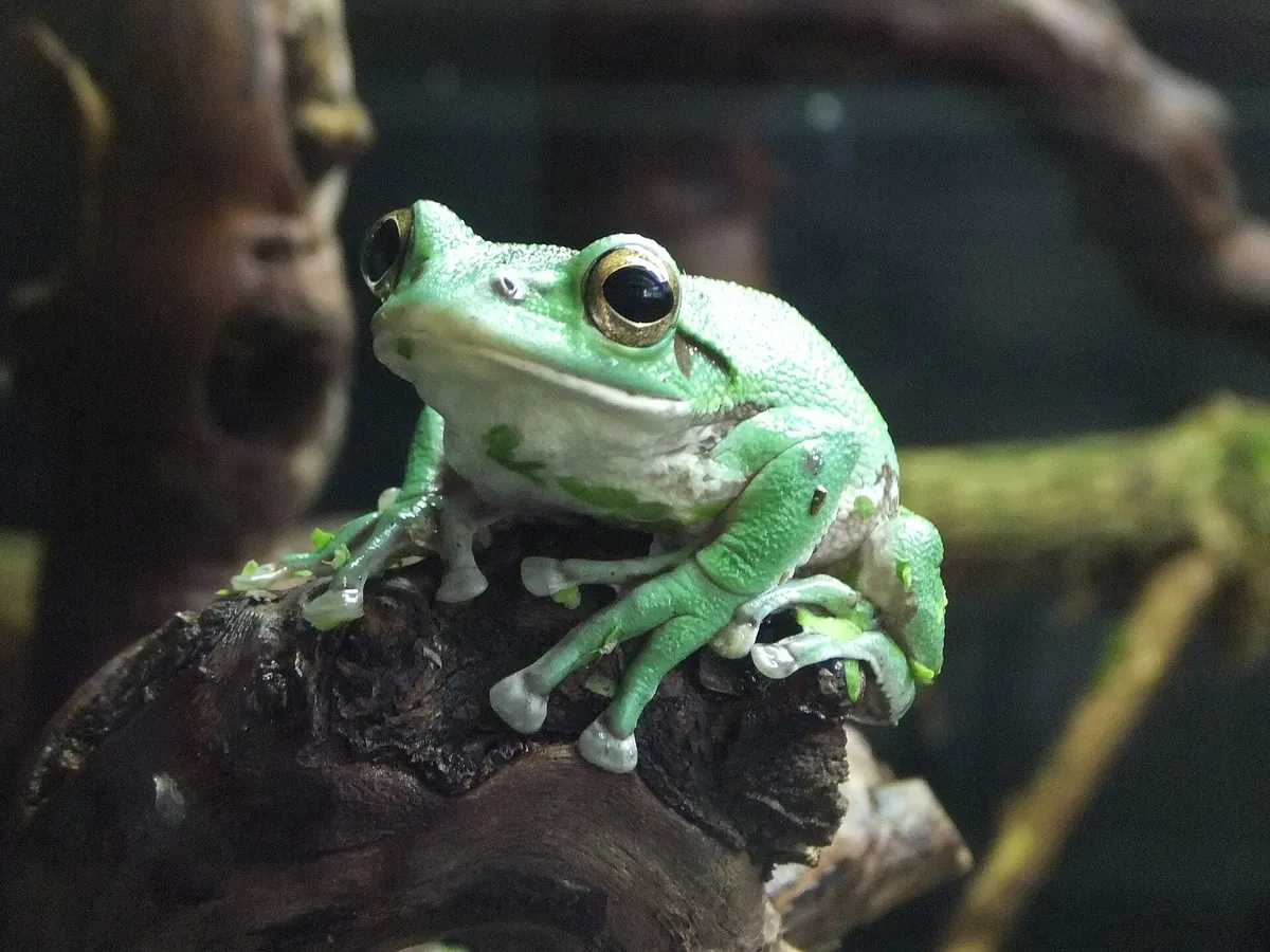 TerraZoo Sontra