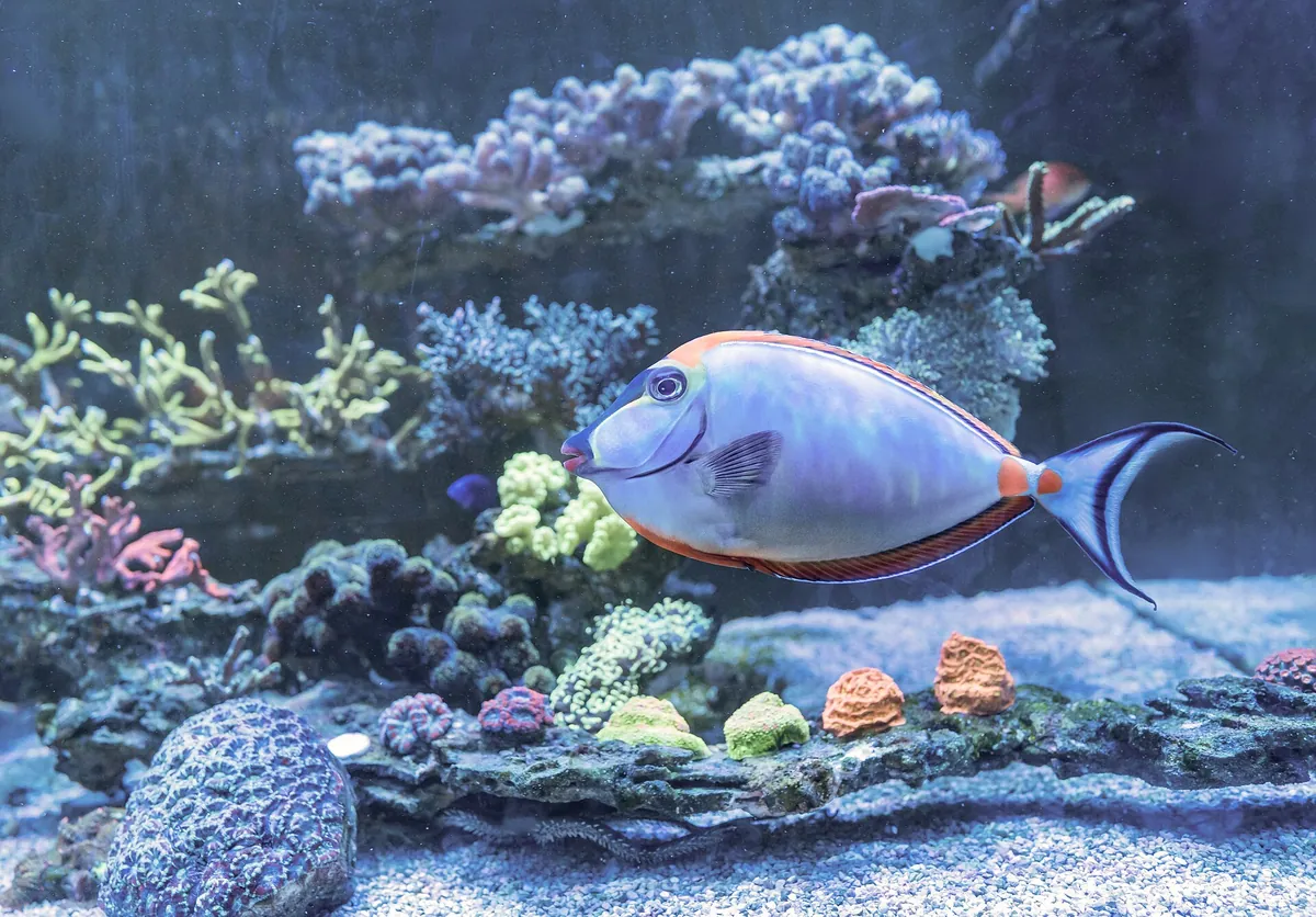 AquaRio