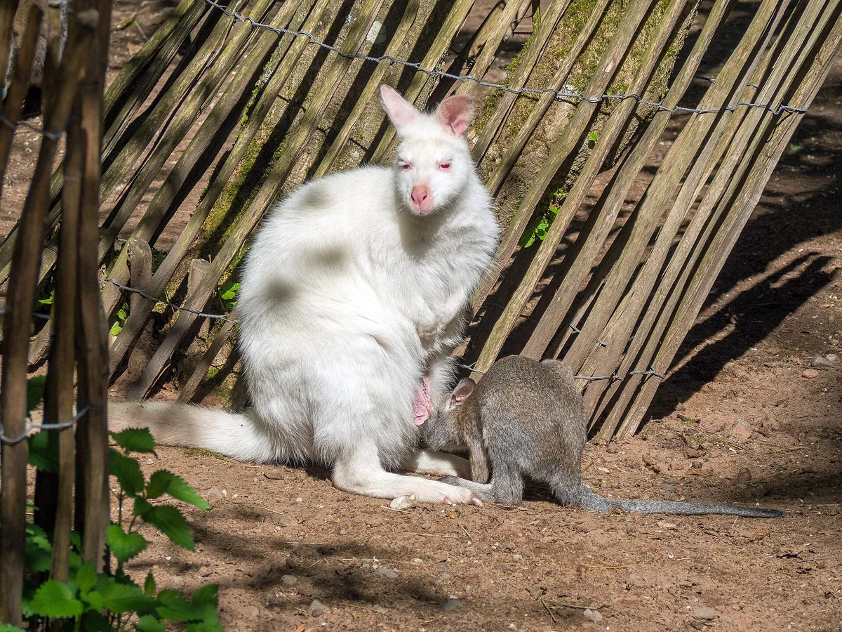 Kaiserslautern Zoo
