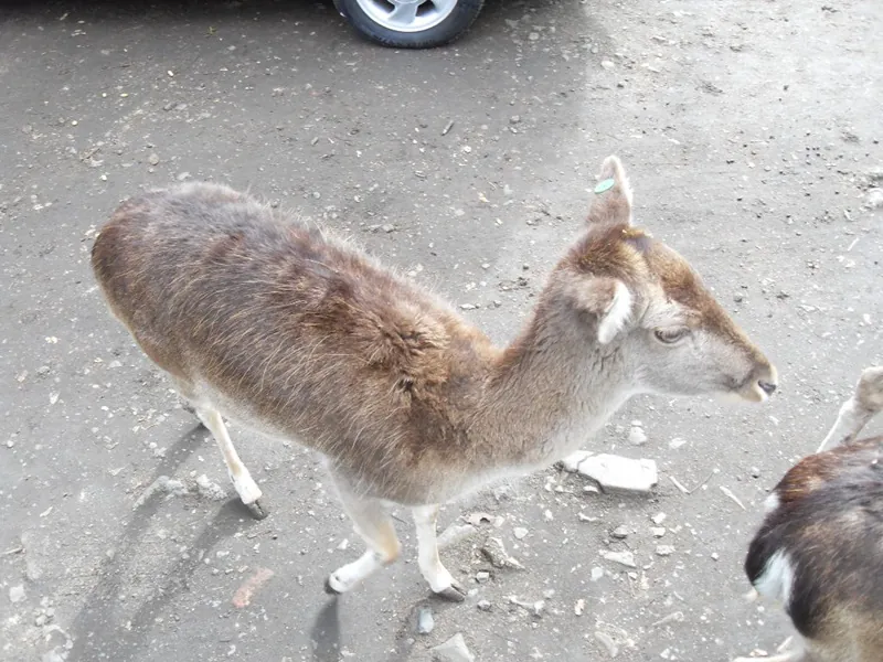 Zoo Safari