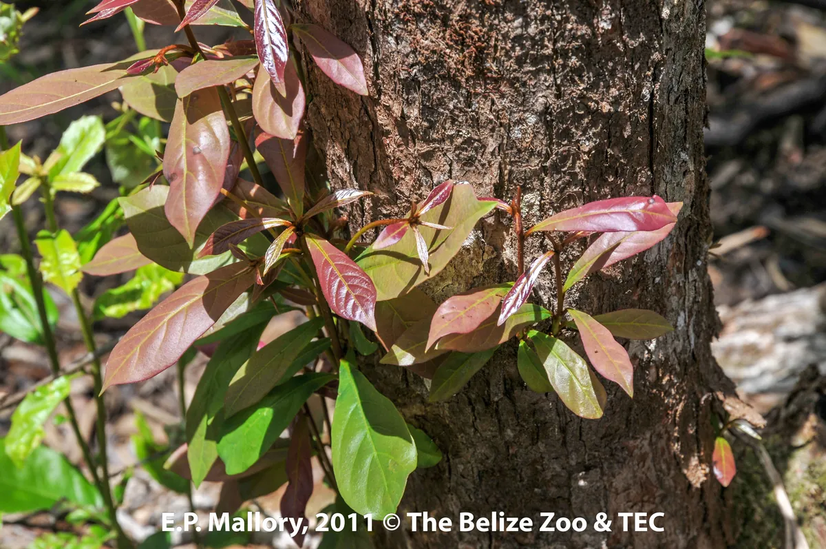 Belize Zoo