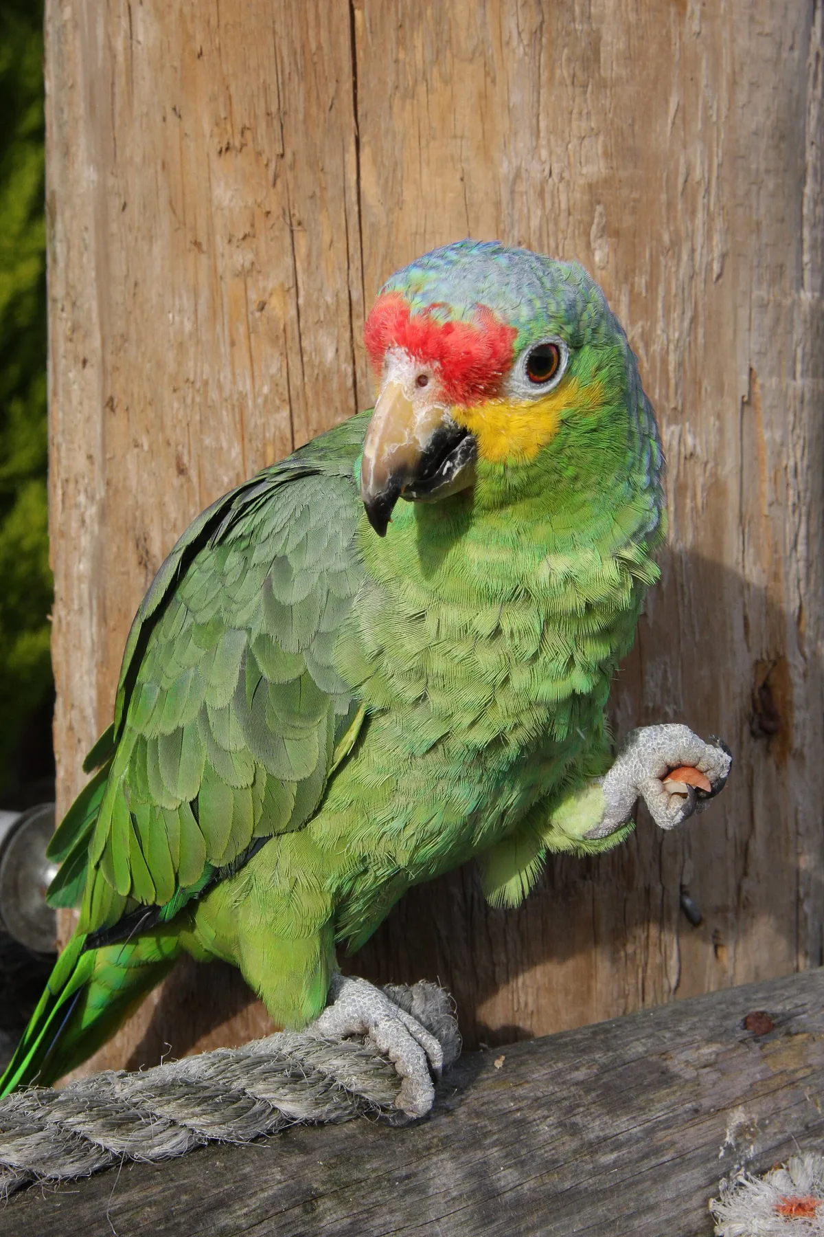 Lincolnshire Wildlife Park