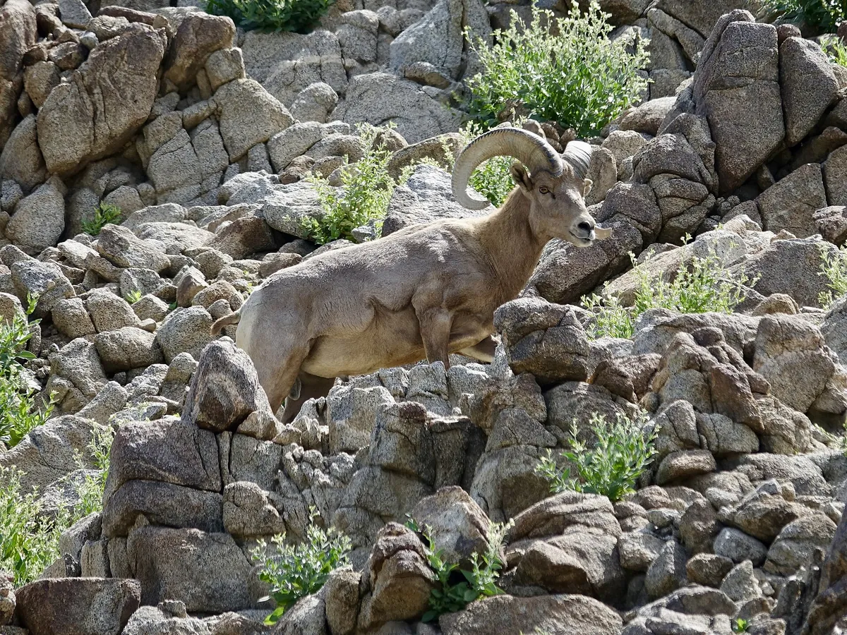 The Living Desert