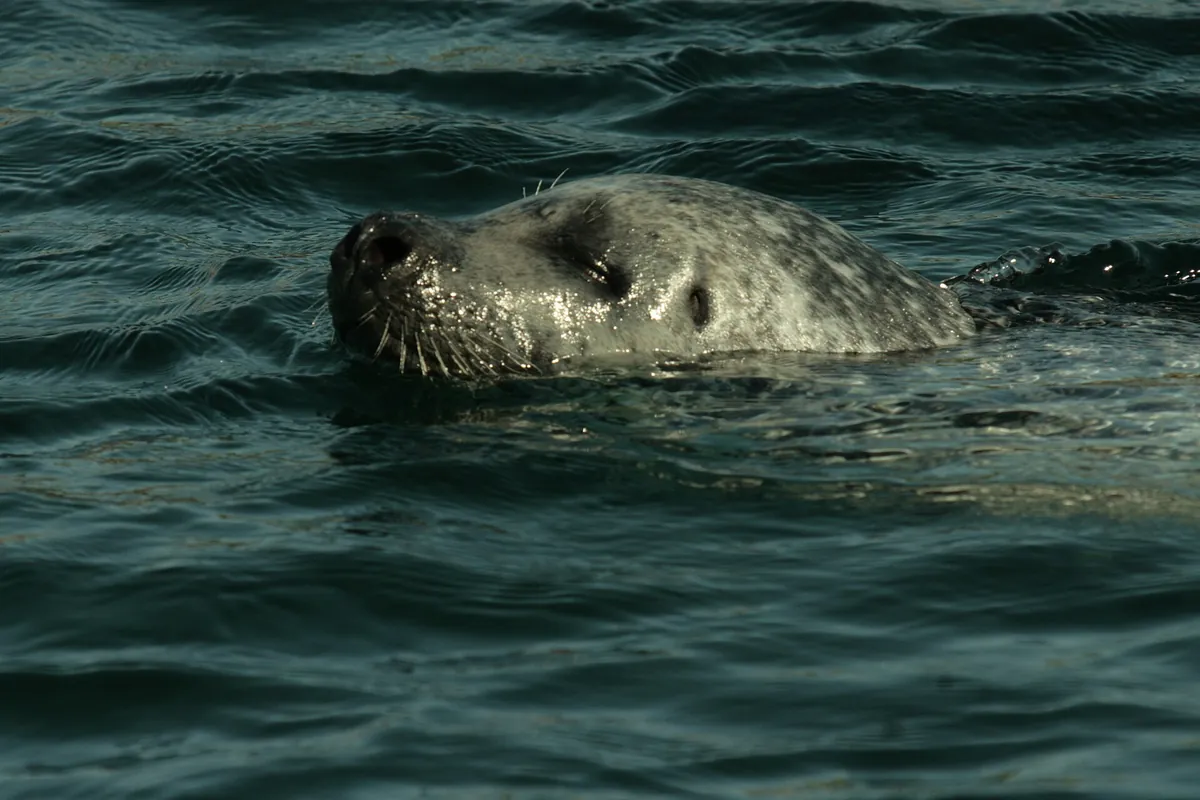 Nordsøen Oceanarium
